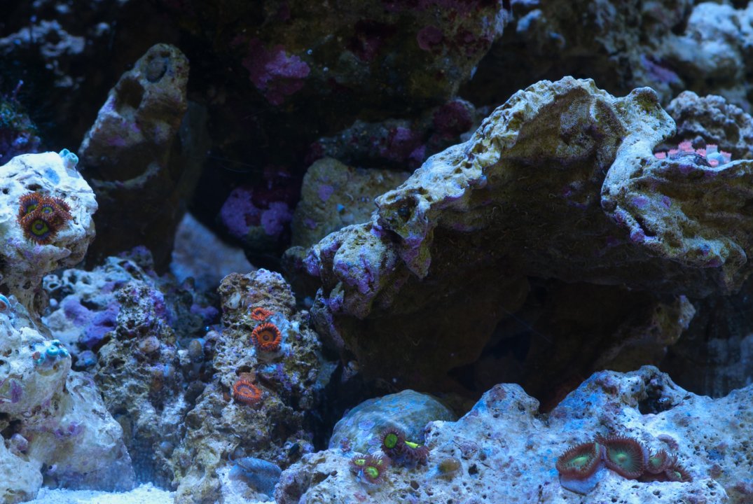 Zoas4.jpg