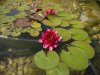 Pond3.jpg