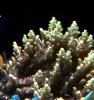 acropora mania 7.jpg