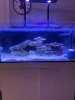 fish tank 20.jpg