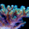 Tri Color Poccillopora damicornis.jpg