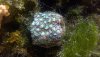 WIN_20201010_17_05_04_Pro.jpg