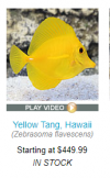 tang.PNG