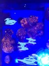 orange zoas.jpg