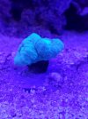 Blue Trumpet Coral.jpg