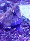 BrittleStar.jpg