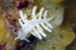 nudibranch.PNG