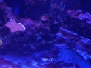 Cyano 1.jpg