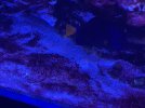 Cyano 2.jpg
