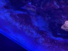 Cyano 3.jpg