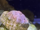 Bizzaro cyphastrea.jpg
