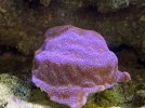 Red and Pink Leptoseris.jpg