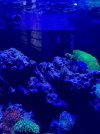 Reef 2.jpg