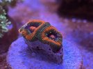 IMG_6921.jpeg