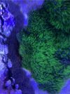 IMG_5408.jpeg