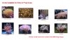 ineligible_corals_v3.jpg