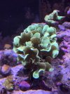 IMG_5297.jpeg