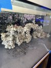 IMG_5412.jpeg
