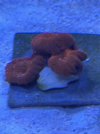 IMG_4200.jpeg