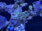 IMG_4229.jpeg