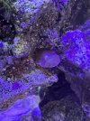 IMG_8950.jpeg