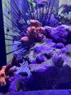 IMG_5123.jpeg