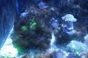 Algae Before.jpg Algae Before.jpg