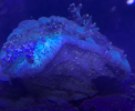 2024-11-20_08h29_39.png