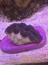 IMG_3705.jpeg