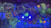 IMG_2088.jpeg