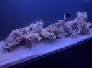 IMG_0205.jpeg