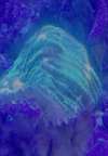 IMG_0203.png