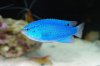 Electric-Blue-Damsel.jpg