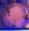 IMG_1264.jpeg
