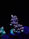 IMG_1834.jpeg