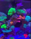 IMG_6987.jpeg