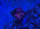 IMG_1681.jpeg