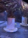 IMG_7355.jpeg