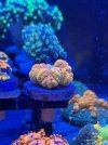 IMG_1514.jpeg