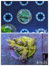 20250823_111240-COLLAGE~2.jpg