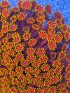 Bernadpora Detail.jpg