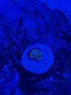 zoa.jpg