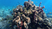 reef_shot_2.png