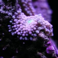 Nano sapiens