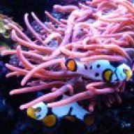 reef-freak