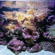 swimbladder