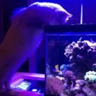 BirmanReefGirl