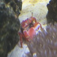 PaulC