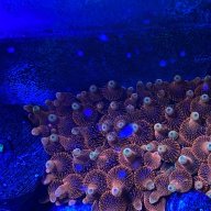 brohanus510