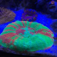 Strikers Reefing